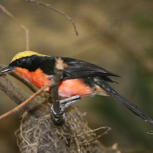 Yellow-crowned Gonolek (Laniarius barbarus)