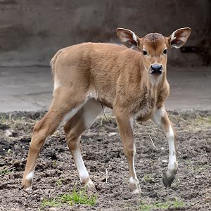 Baby Banteng