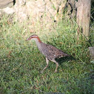 Banded rail (Gallirallus philippensis)