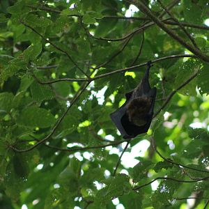Samoan flying fox (Pteropus samoensis)