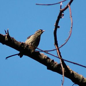 Polynesian starling (Aplonis tabuensis)