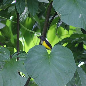 Samoan whistler (Pachycephala flavifrons)