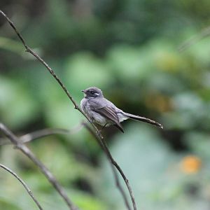 Samoan fantail (Rhipidura nebulosa)