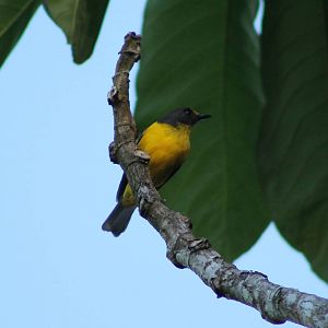 Samoan whistler (Pachycephala flavifrons)