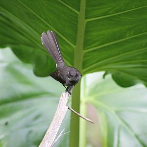 Samoan fantail (Rhipidura nebulosa)