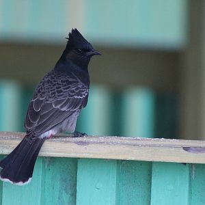 Red-vented bulbul (Pycnonotus cafer)