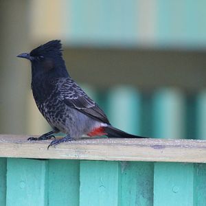 Red-vented bulbul (Pycnonotus cafer)
