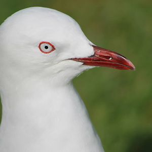 Red-billed gull (Larus novaehollandiae scopulinus)