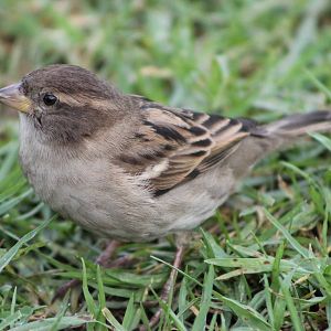 Female house sparrow (Passer domesticus)