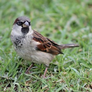 Male house sparrow (Passer domesticus)