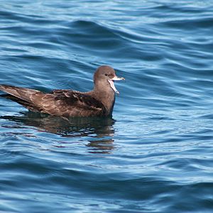 Flesh-footed shearwater (Puffinus carneipes)