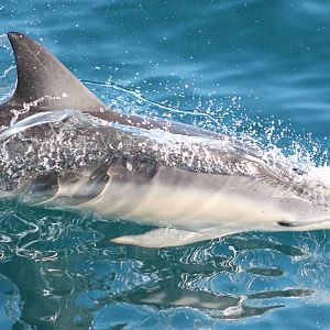 Short-beaked common dolphin (Delphinus delphis)