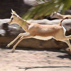 antelope can fly