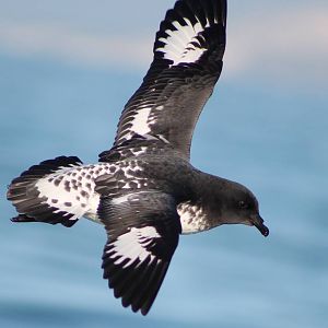 Cape petrel (Daption capense)