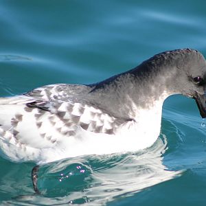 Cape petrel (Daption capense)