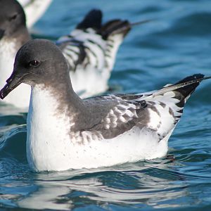 Cape petrel (Daption capense)