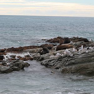 Kaikoura marine life