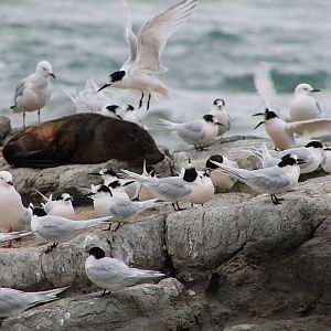 Kaikoura marine life