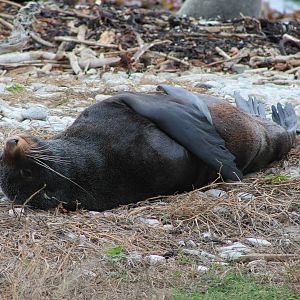 NZ fur seal (Arctocephalus forsteri)