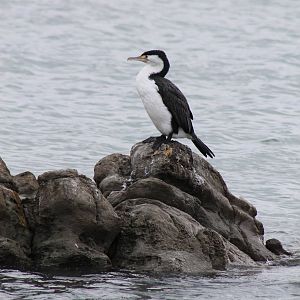Pied shag (Phalacrocorax varius)