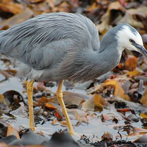 White-faced heron (Ardea novaehollandiae)