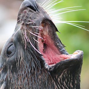 NZ fur seal (Arctocephalus forsteri)