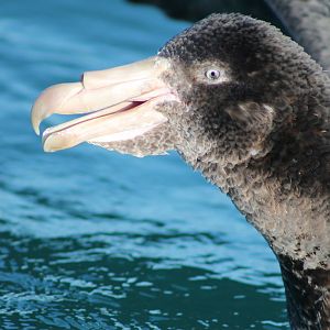 Northern giant petrel (Macronectes halli)