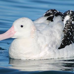 Gibson's albatross (Diomedea gibsoni)