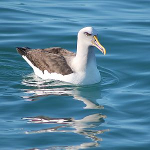 Southern Buller's albatross (Thalassarche bulleri)
