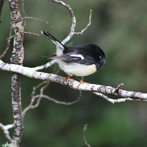 South Island tomtit (Petroica macrocephala macrocephala)