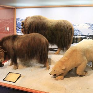 musk-oxen and polar bear