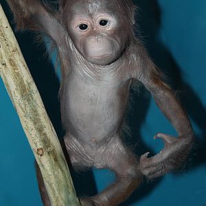 Darli the baby orangutan