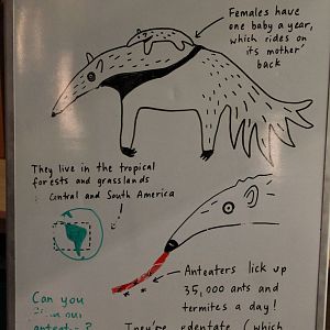 everybody likes giant anteaters!