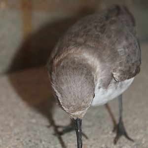 wrybill (Anarhynchus frontalis)