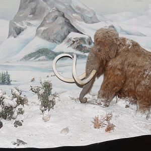 miniature mammoth