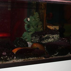 aquarium for yellow morays (Gymnothorax prasinus)
