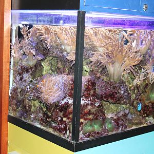 tropical reef tank