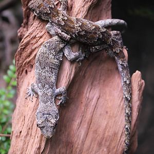 Forest geckos (Mokopirirakau granulatus)