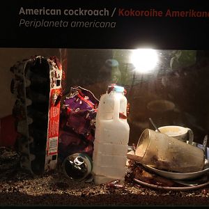 cockroach tank