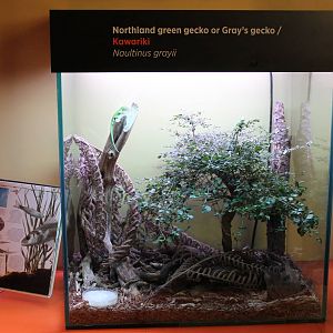 green tree gecko tank