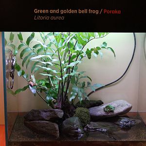 tank for golden bell frogs (Litoria aurea)