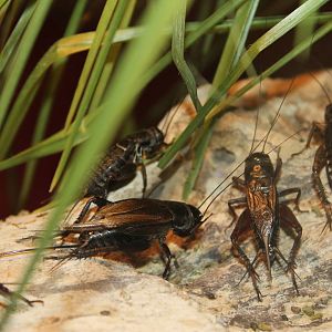 Black field crickets (Teleogryllus commodus)
