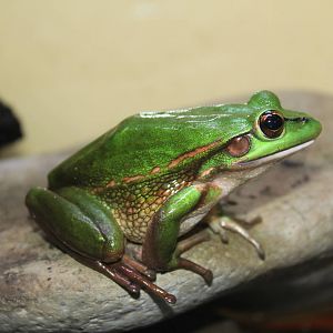 Golden bell frog (Litoria aurea)