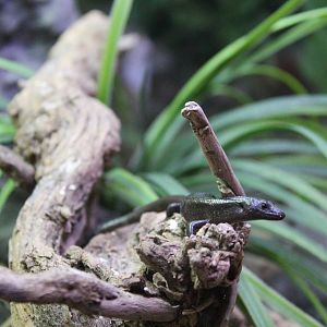 Shore skink (Oligosoma smithi)
