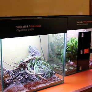 tanks for shore skinks and tree wetas