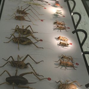 weta diversity