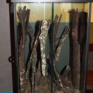 Avondale spider (Delena cancerides)