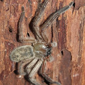 Avondale spider (Delena cancerides)