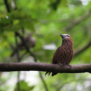 African Waterfall Aviary Bird