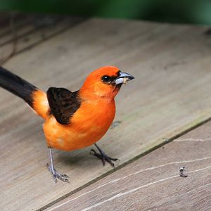 Jungle Jewels Bird ID